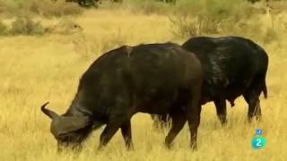 Documental Animales Leones VS Bufalos [upl. by Mill]