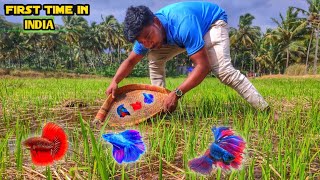 Catching betta fish in the wild 😮Tamil JENISH KJ [upl. by Sager]