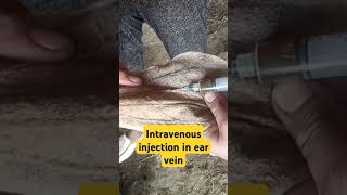 Intravenous injection in ear vein in goat animals goatfarm veterinary like live shortsfeed [upl. by Alfonzo]