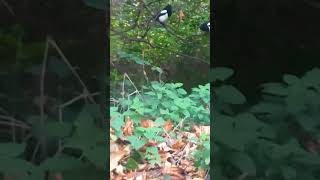 quotA little magpie magic to brighten the day 🌄🐦🍀 dailyvlog squirreldiaries cuteanimals 🍂 [upl. by Hanafee518]