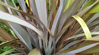 Phormium tenax Purpureum Group [upl. by Garrek432]