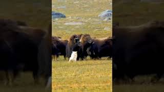 Musk ox [upl. by Caria]