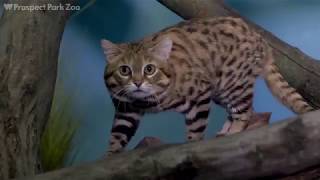 BlackFooted Cats on Exhibit  Prospect Park Zoo [upl. by Ramed]