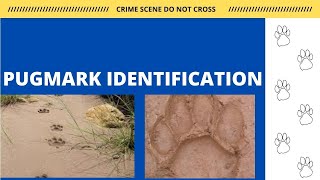 Pug mark Identification  Paw print Identification  Wildlife Forensic  UGC NET JRF [upl. by Blank]