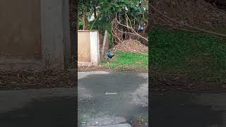 Ematha route porathu tamil nature ytshortsvideo tamilmusic sinchanlovers vadivelucomedy [upl. by Matta]