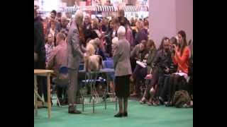 Crufts 2013 Pekingese Bobbys Home Naomi van Mourik amp Catootje  Miss Trendy [upl. by Brunhilde]