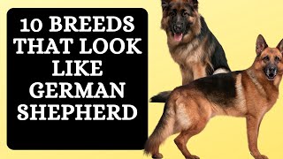 10 Breeds that Look Like German Shepherd [upl. by Savart]