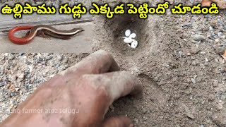 Red tail skink lizard eggslaying nest  youngfarmeratoztelugu [upl. by Drawyeh486]