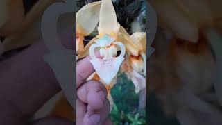 Dicas cultivo orquidea stanhopea floração orquidea passarinho [upl. by Elene]