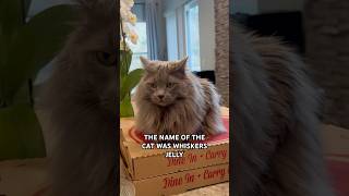 The Best Way To Reheat Pizza cat cutecats funnycatvideo [upl. by Ocsicnarf]