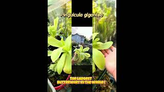 Pinguicula gigantea the biggest butterwort in the world plants garden terrarium biology nature [upl. by Annerb877]