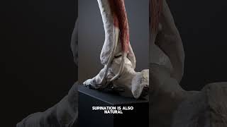 Foot pronation and supination pronation anatomy supination biomechanics medicalanimation [upl. by Croydon]