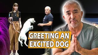 How To Calm An Excited Dog First Meeting  Live Dog Demo [upl. by Carpio]