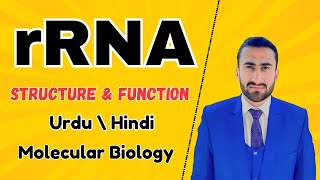 rRNA Structure and function  Ribosomal RNA  synthesis of Ribosome  Shahzad Rasool lecture rrna [upl. by Skip]