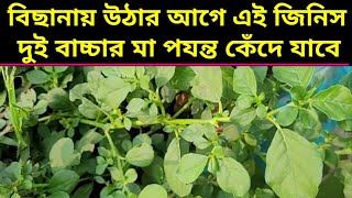 হীরার থেকেও মূল্যবান এই গাছhealth benefits of this treeWays to stop hair lossAyurvedic treatment [upl. by Nollaf151]