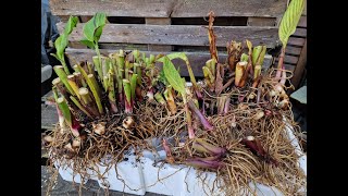 Overwintering my Canna lilies not like last year when I lost them all [upl. by Amikan]