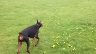 Zeus the Doberman Pinscher stalking Nyla [upl. by Eeresid]