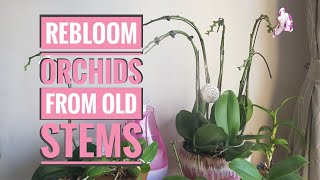 How to Rebloom orchids from old stems [upl. by Mussman650]