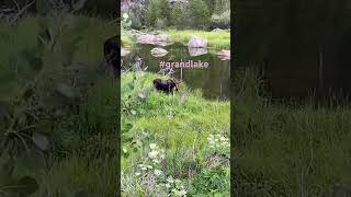 Grand Lake CO moose nature naturelovers adventure india instagram youtubeshorts [upl. by Alicec361]