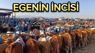 AFYON HAYVAN PAZARI 2 BÖLÜM LİVESTOCK SALES [upl. by Ahsiea752]