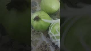 Guava and cucumber 🥒 and papaya  fruits 😋  subscribe [upl. by Ardell]