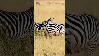 Zany Zebras Speedy Surprise 🌟 Heartwarming Family Reunion 🦓❤️ shorts nature relax [upl. by Atinrev]