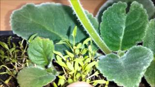 How to propagate gloxinia from leaf cutting Part2 [upl. by Aitrop]