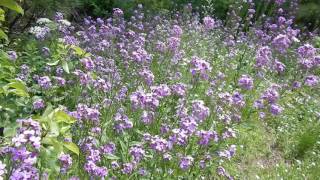 Hesperis matronalis [upl. by Jolie]