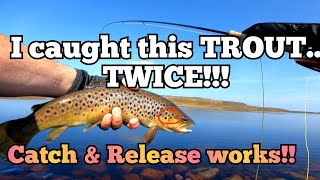 Catch amp Release FLY FISHING for BROWN TROUT flyfishing fishing [upl. by Adams362]