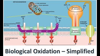 Biological Oxidation  Electron transport Chain [upl. by Vigen]