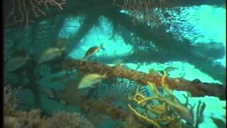 Creating Marine Habitat The Artificial Reef part 2 [upl. by Grace665]