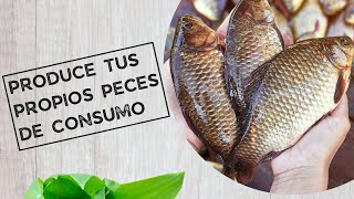 Produce tus propios peces de consumo [upl. by Hinckley]