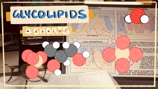 What are Glycolipids Structures Characteristics amp Functions of Glycolipids in the Cell shorts [upl. by Tempa662]