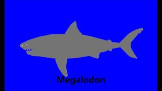 New Megalodon stk Read Description [upl. by Erund7]