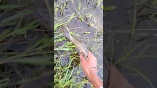 sawal machali ko Pani me chodte hue Part25🤠😎 fishing [upl. by Aramak]