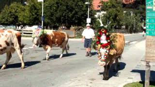 AlmAbtrieb FestCows welcome in Village Zell am Ziller [upl. by Itsirhc723]