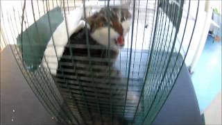 how to sedate an aggressive stray cat in the cage trap [upl. by Whitney419]