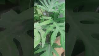 Plants plants monstera anthurium singonium caladium garden tanamanhias [upl. by Akayas]