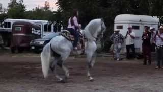 EXHIBICION DE UN CABALLOS PASO COSTA RICENSE E IBERO  CORDOVA PRODUCCION HD 720p Video Sharing [upl. by Enilesoj]