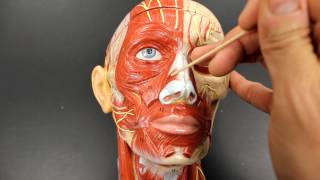 MUSCULAR SYSTEM ANATOMYMuscles of facial expression model description [upl. by Noffets]