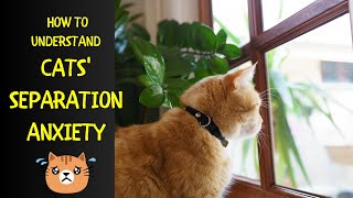 How to Understand Cats Separation Anxiety Signs and Treatments [upl. by Marne]