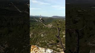 Alcaudón real wildlife nature birds alcaudonreal shrike [upl. by Lynad701]