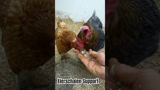 Her mit den Eierschalen ￼ [upl. by Cati]