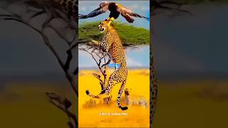 😲😲🐅 birds nature चीते के बच्चे को उठाकर ले गया बज 😲😲 [upl. by Edelsten44]