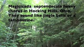 Magicicada septendecula heavy chorus in Hocking Hills Ohio 2016 OH Brood V Magicicada [upl. by Sell363]