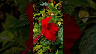 Hibiscus Fragilis 🌺 shortclip 110824 [upl. by Siramaj]