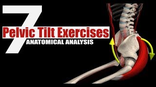 7 Pelvic Tilt Exercises  Anatomical Analysis [upl. by Ydur]