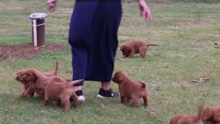 Fox Red Lab Puppies For Sale [upl. by Pansy]