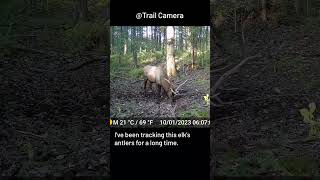 Ive been tracking this elks antlers for a long time [upl. by Ailito785]