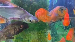 Online Fish Shopping in India bunnycartcom bunnycartin Shrimp amp Planttrending viral short 361 [upl. by Yaresed]